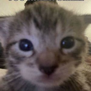 Meet your Posher, Ariana